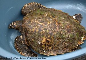 Hawksbill turtle saved